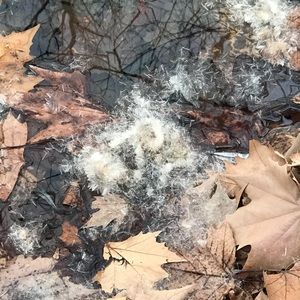 Meet your Posher, Carla